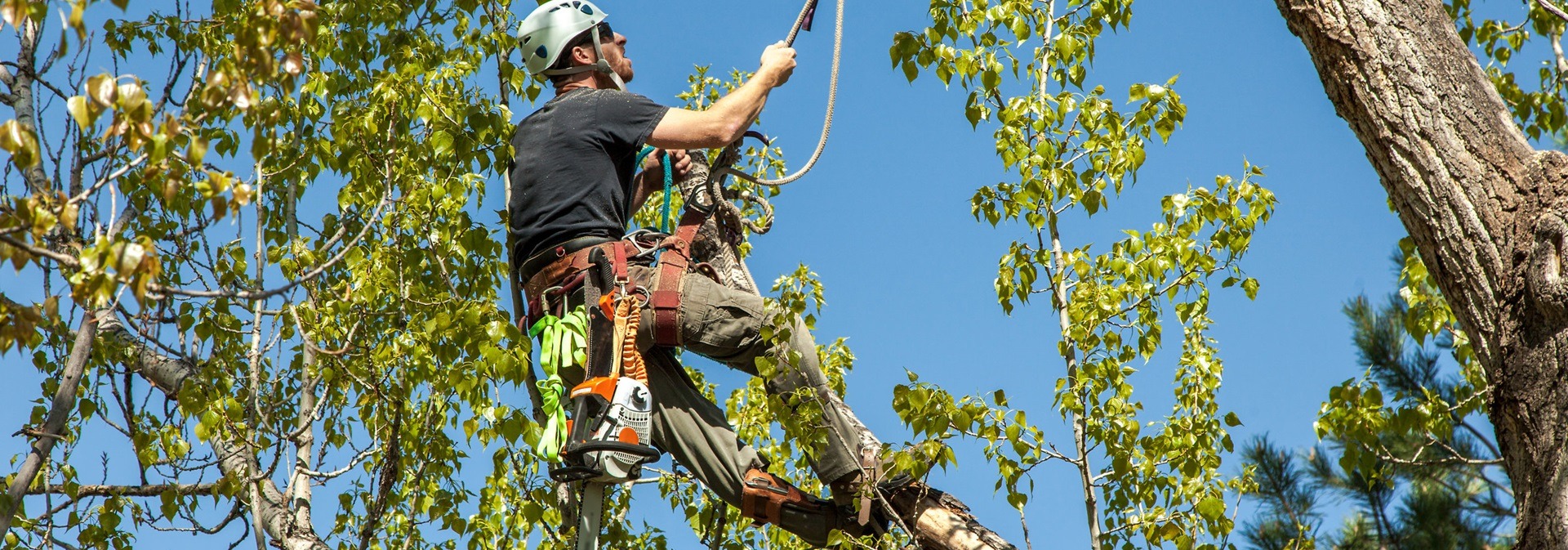 Tree Care & Tree Surgery Wicklow & Wexford