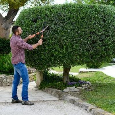 Hedge Trimming