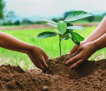 Tree Planting