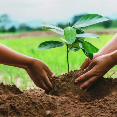 Tree Planting