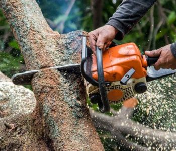 Tree Surgery