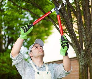 Tree Pruning