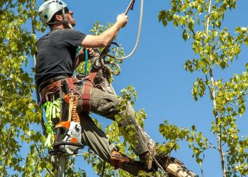 Tree Care & Tree Surgery Wicklow & Wexford